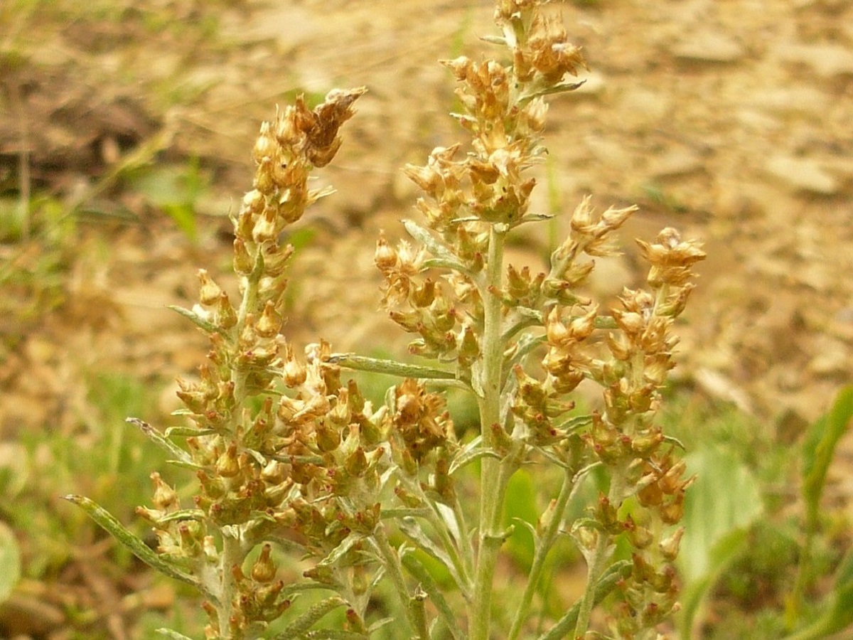 Gnaphalium antillanum (Asteraceae)